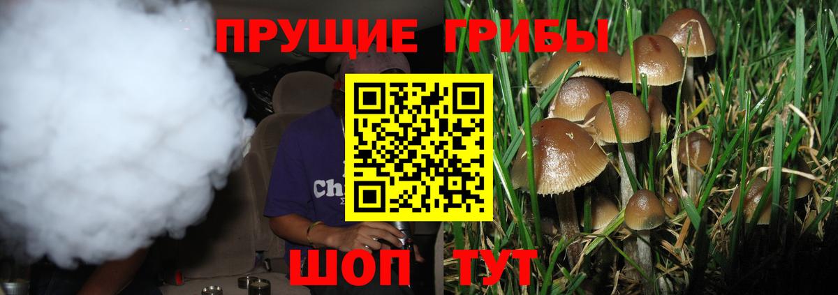 Галлюциногенные грибы Psilocybe Тара